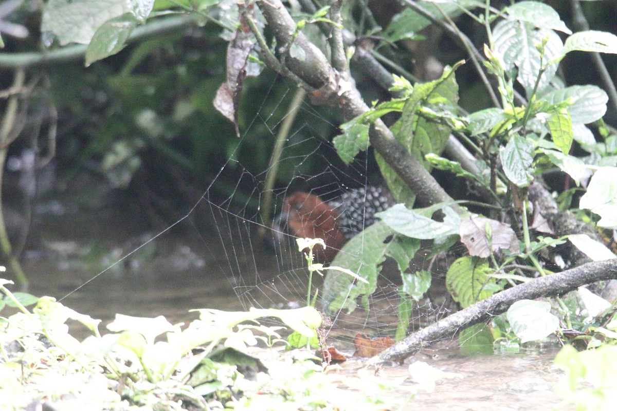 Perlenralle - ML645831324