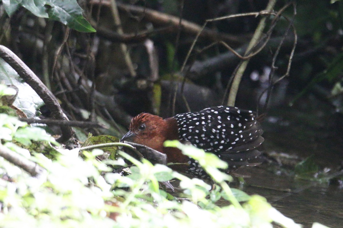 Perlenralle - ML645831325