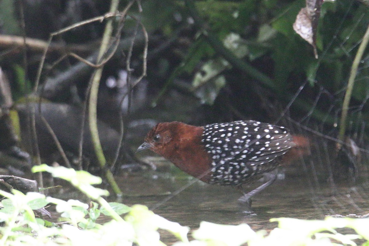 Perlenralle - ML645831326