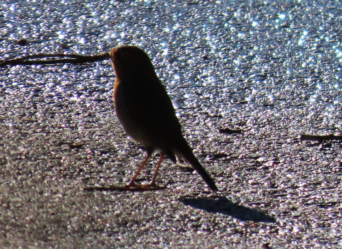 Rotkehlchen - ML645831327