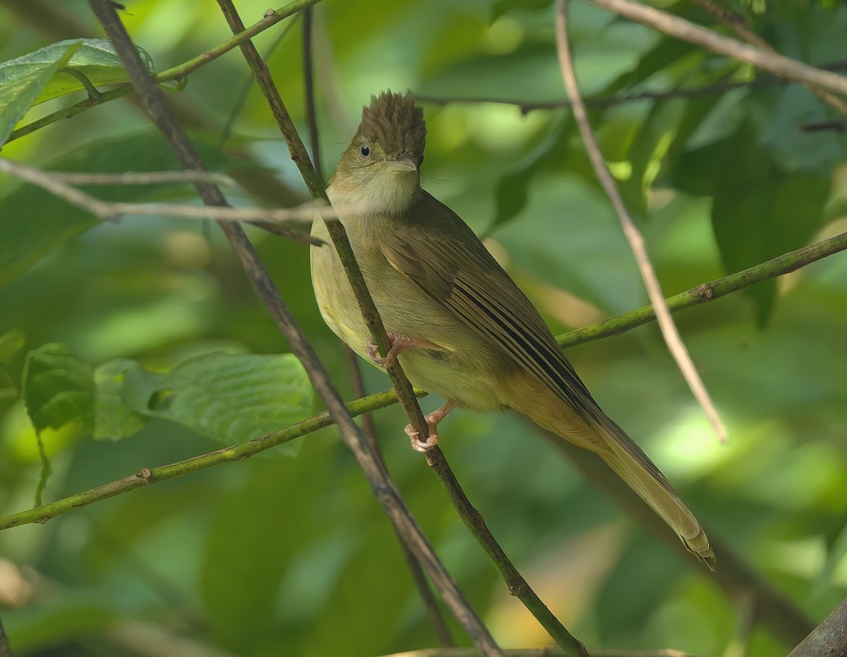 Grauaugenbülbül - ML645831328