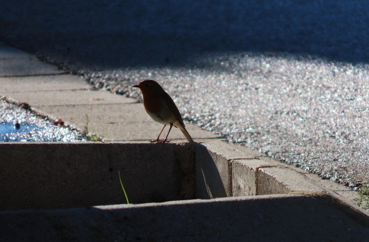 Rotkehlchen - ML645831329