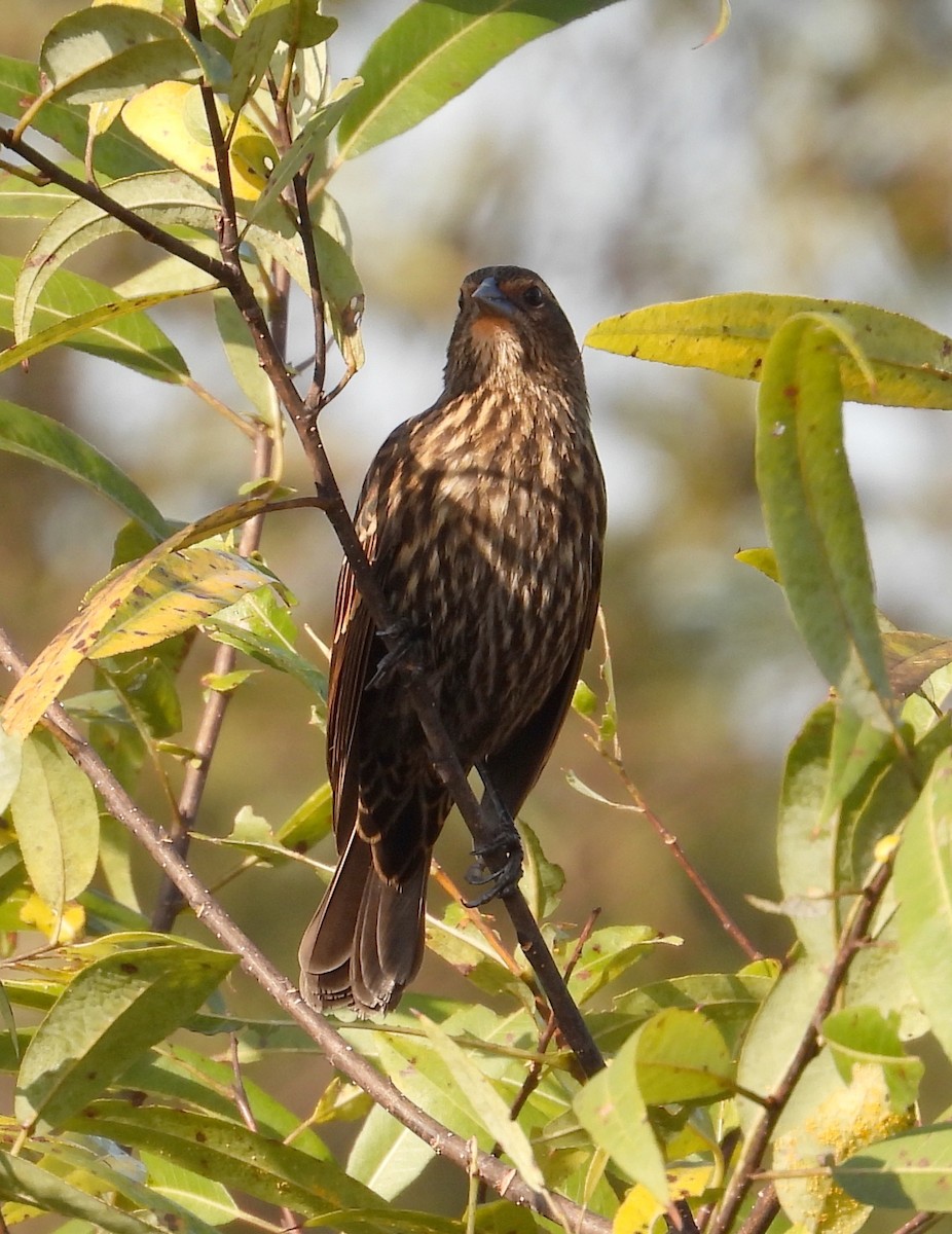 Rotflügelstärling - ML645831330