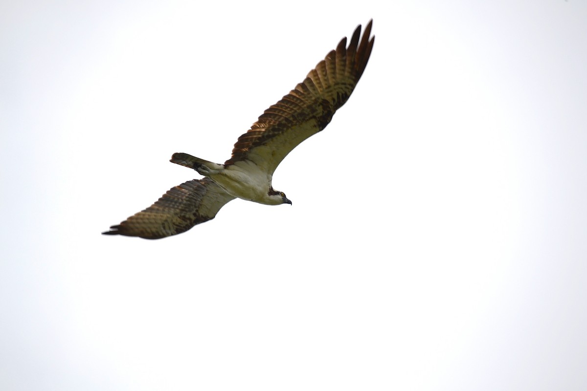 Fischadler - ML645831331