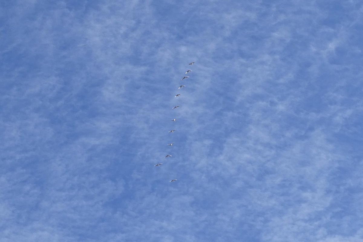 Tundra Swan - ML645831343