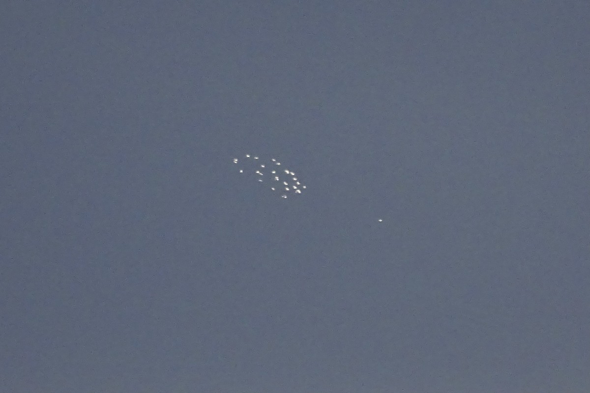 Great Egret - ML645831351