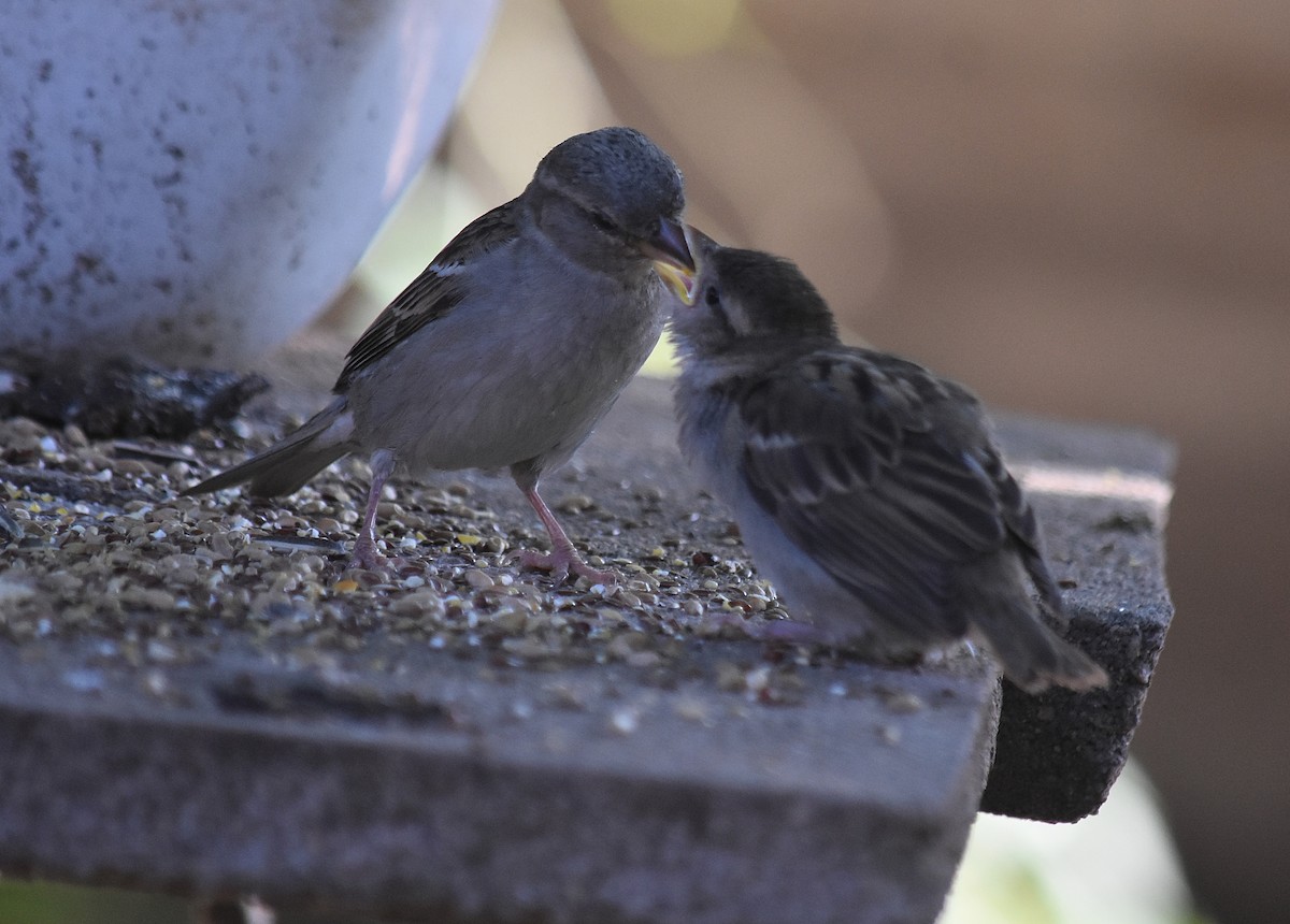 Gorrión Común - ML645831369