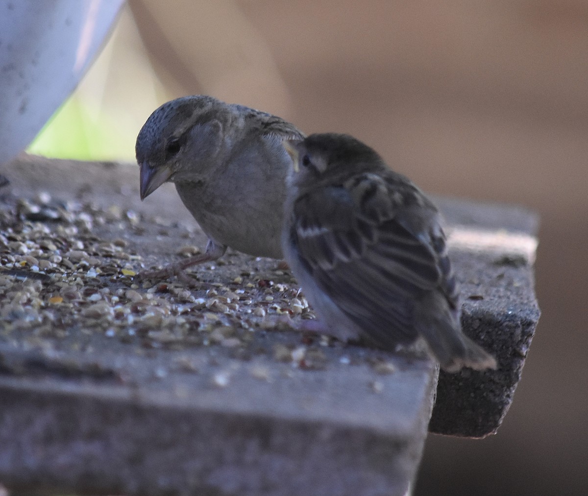 Gorrión Común - ML645831370