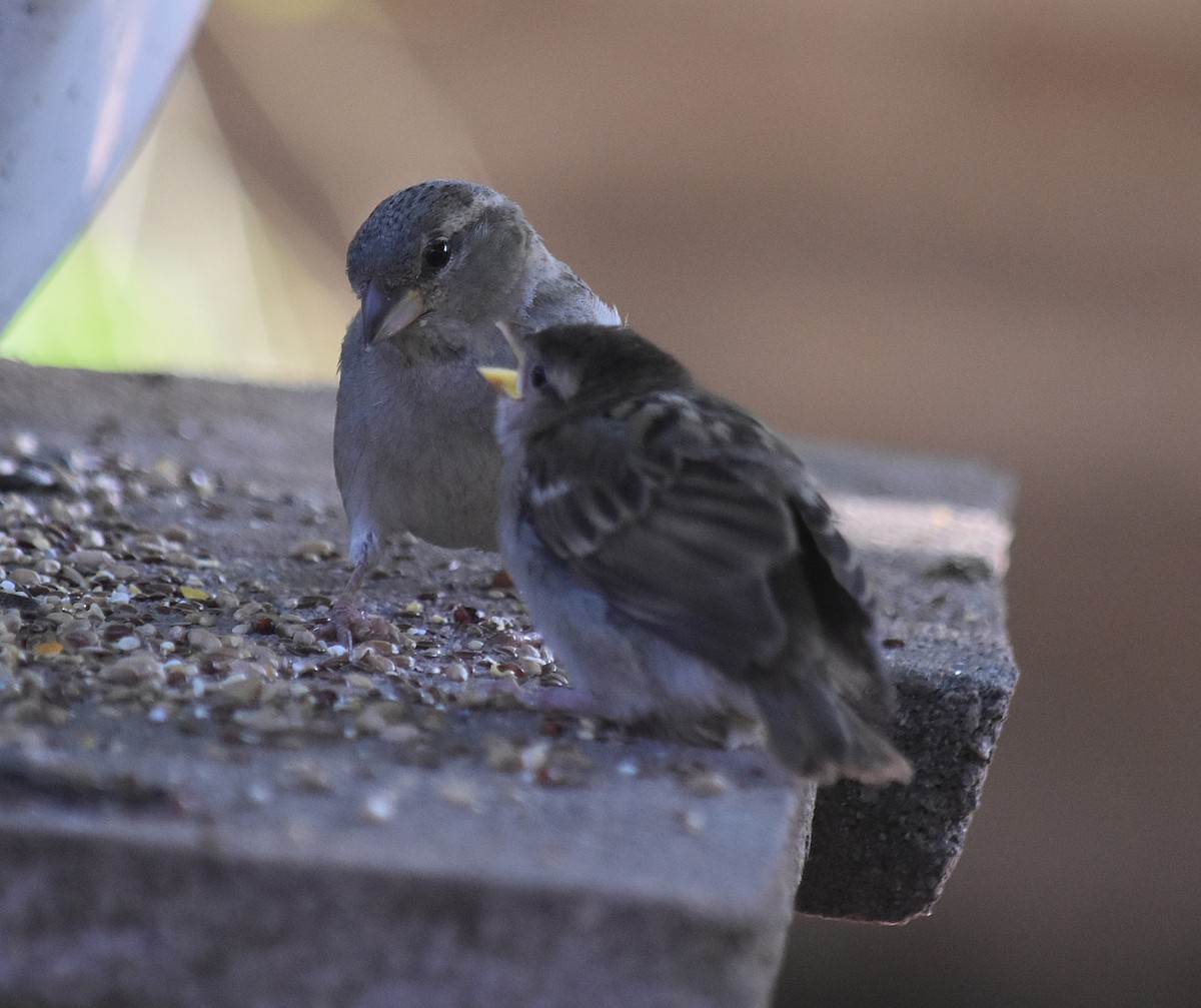 Gorrión Común - ML645831371