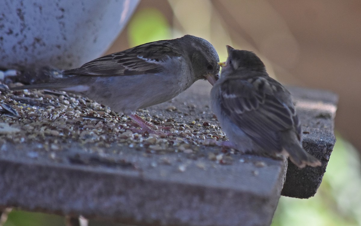 Gorrión Común - ML645831372