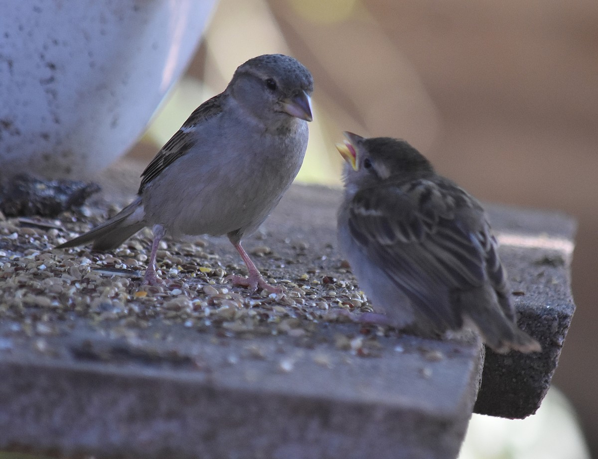 Gorrión Común - ML645831373