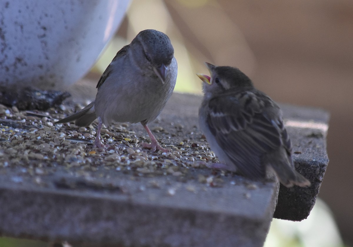 Gorrión Común - ML645831374