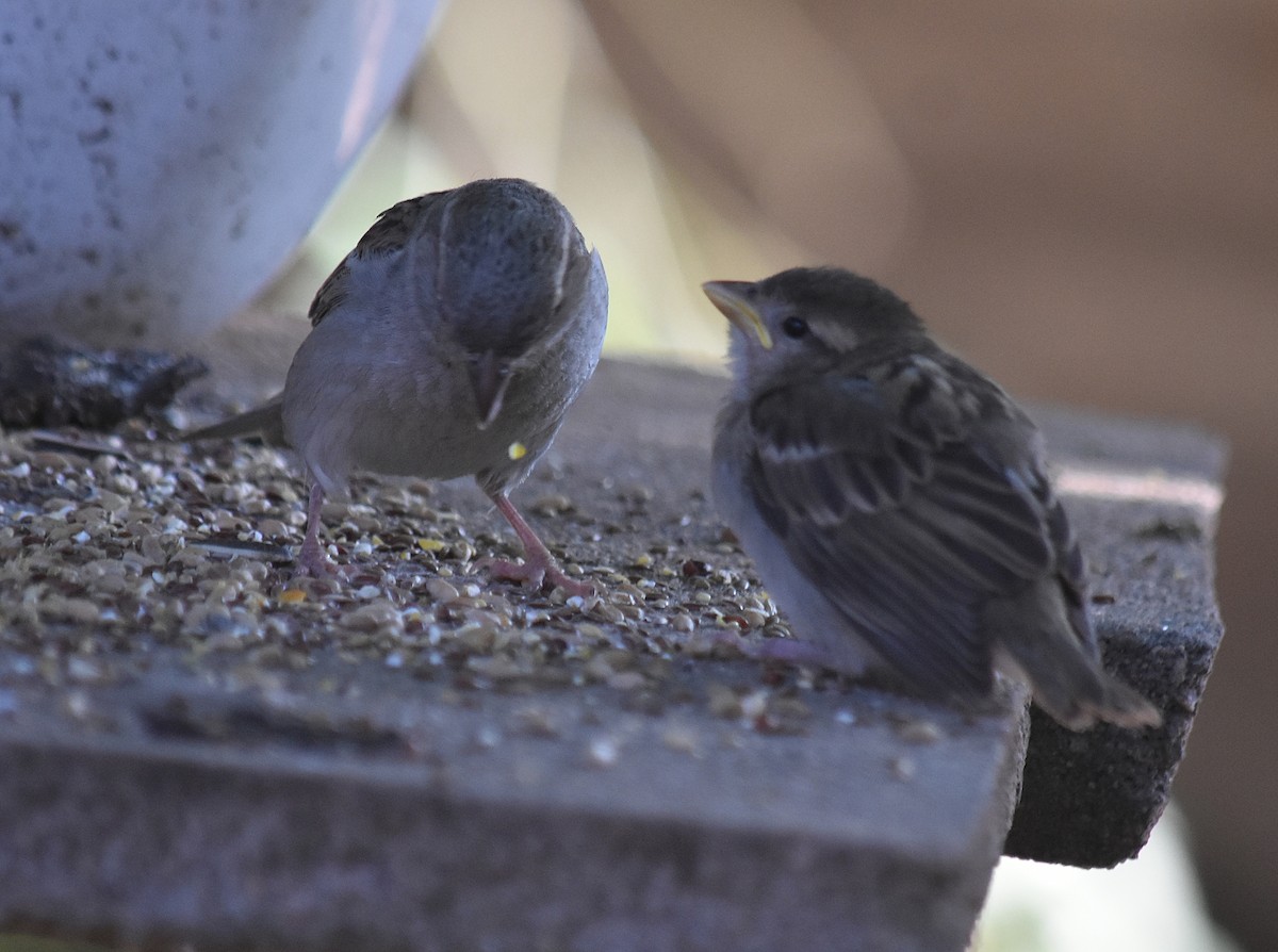 Gorrión Común - ML645831375
