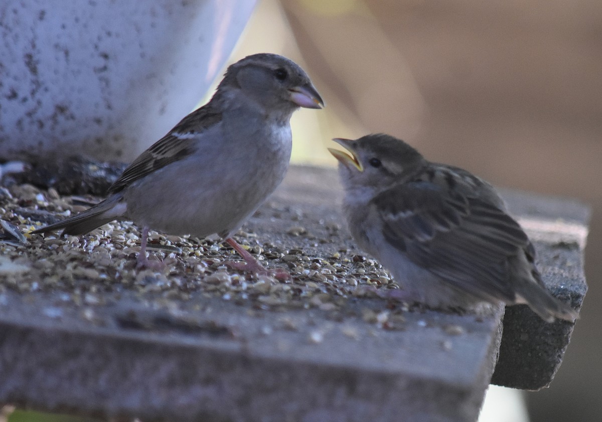 Gorrión Común - ML645831376