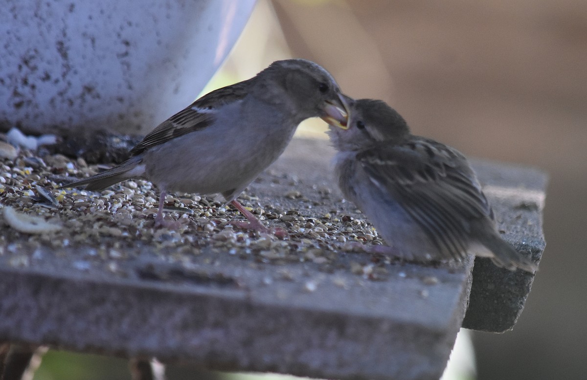 Gorrión Común - ML645831377
