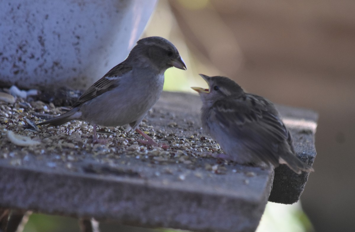 Gorrión Común - ML645831378
