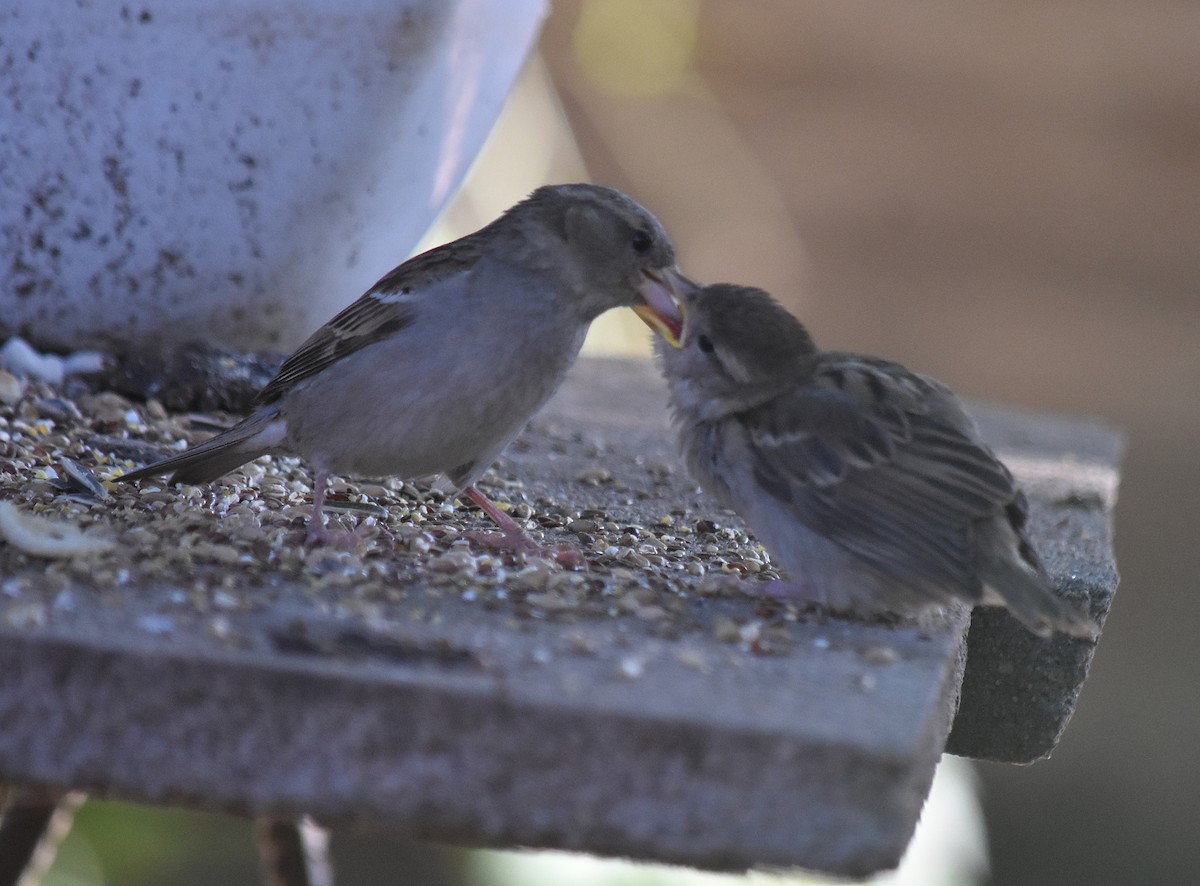 Gorrión Común - ML645831379