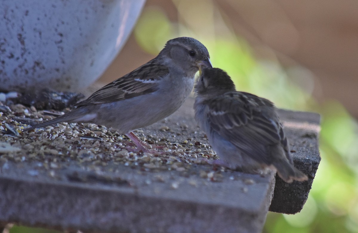 Gorrión Común - ML645831380