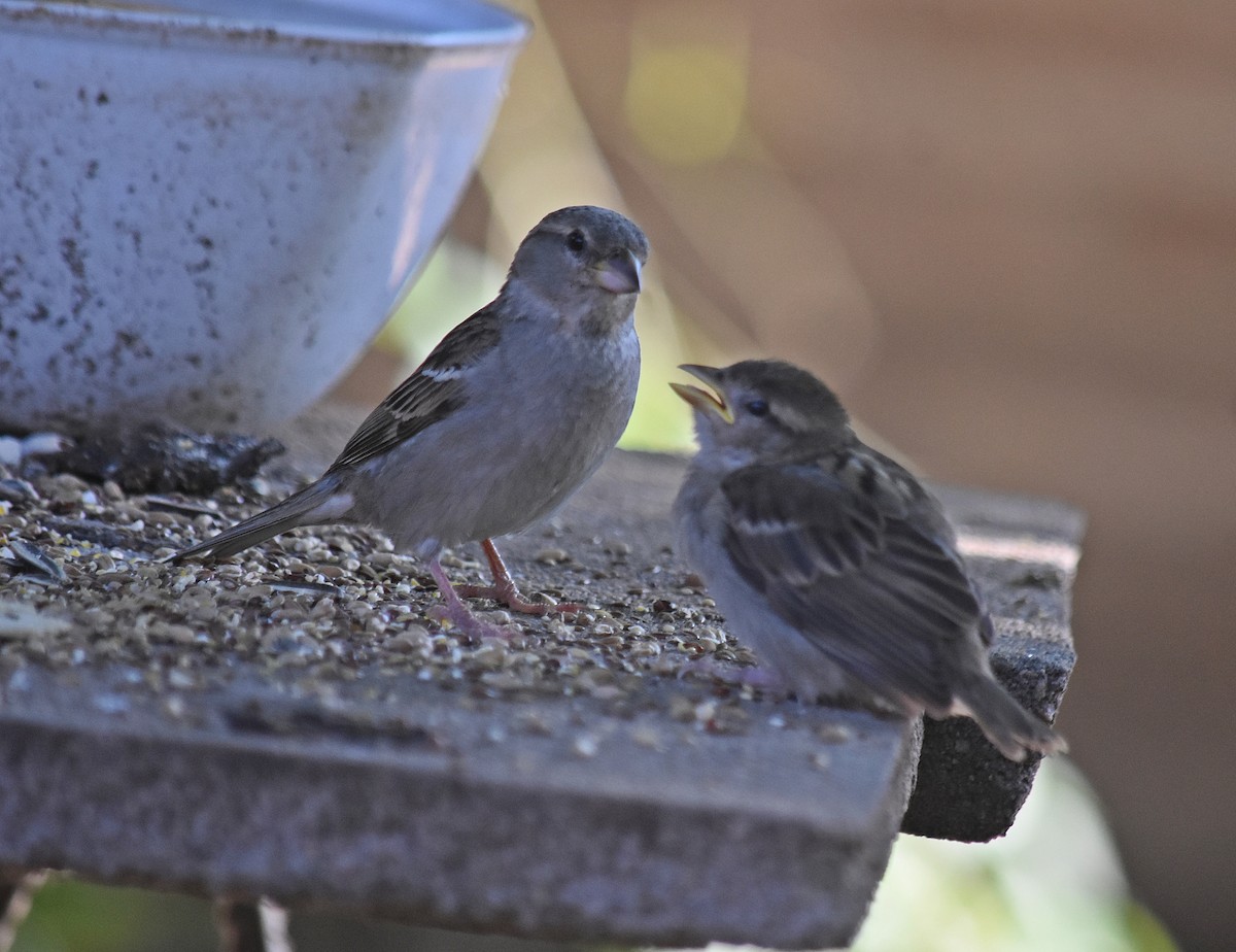 Gorrión Común - ML645831381