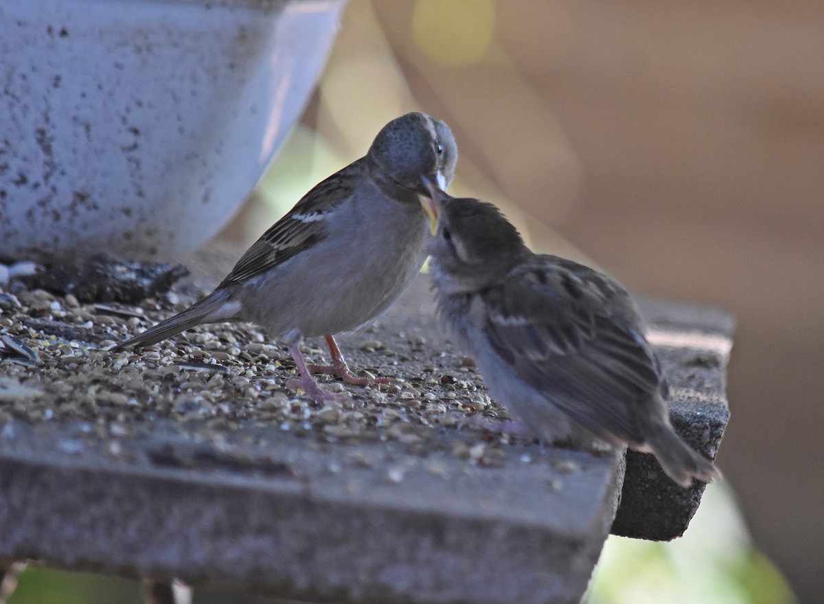 Gorrión Común - ML645831382