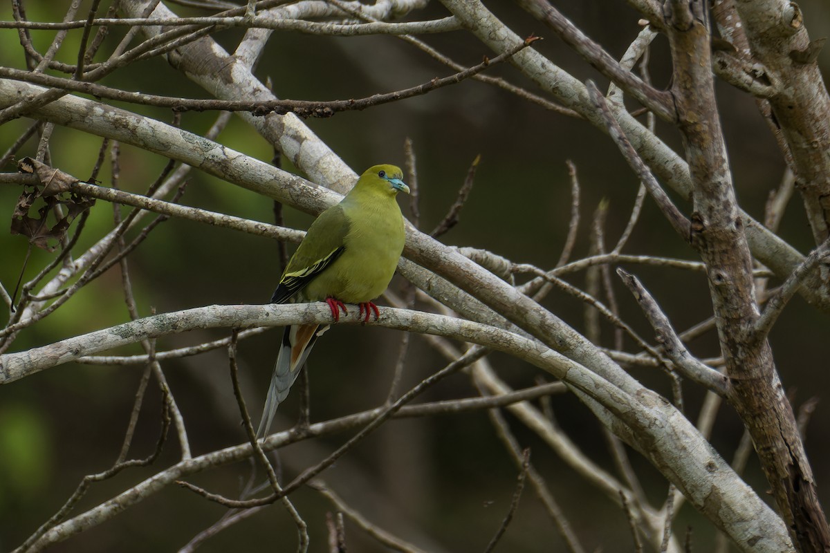 Pin-tailed Green-Pigeon - ML645831385