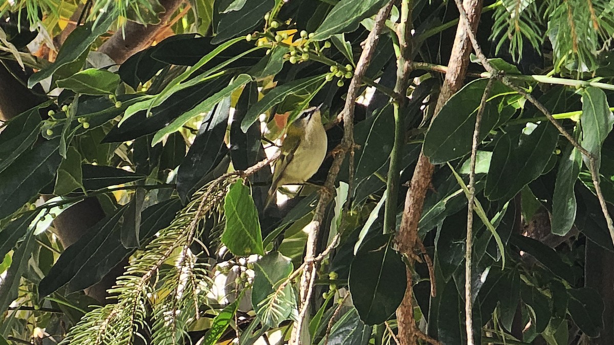 Common Firecrest - ML645831387