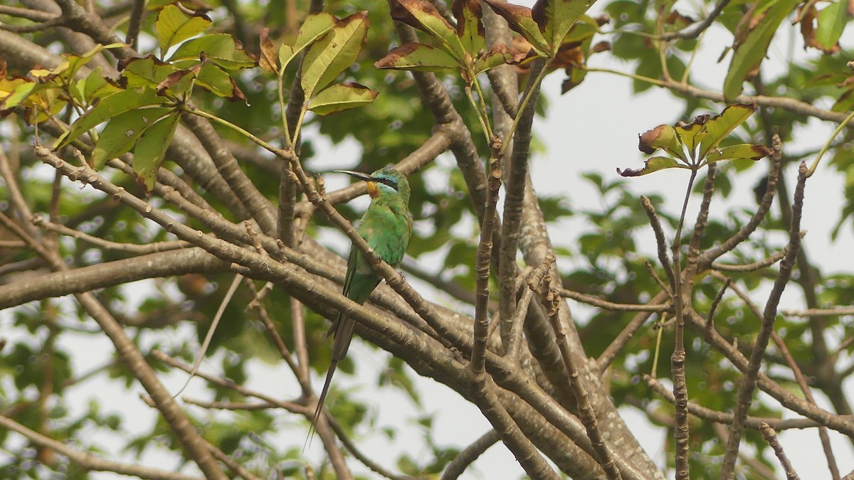 שרקרק ירוק - ML645831400