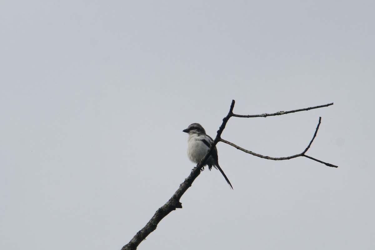 Alcaudón de Mackinnon - ML645831403