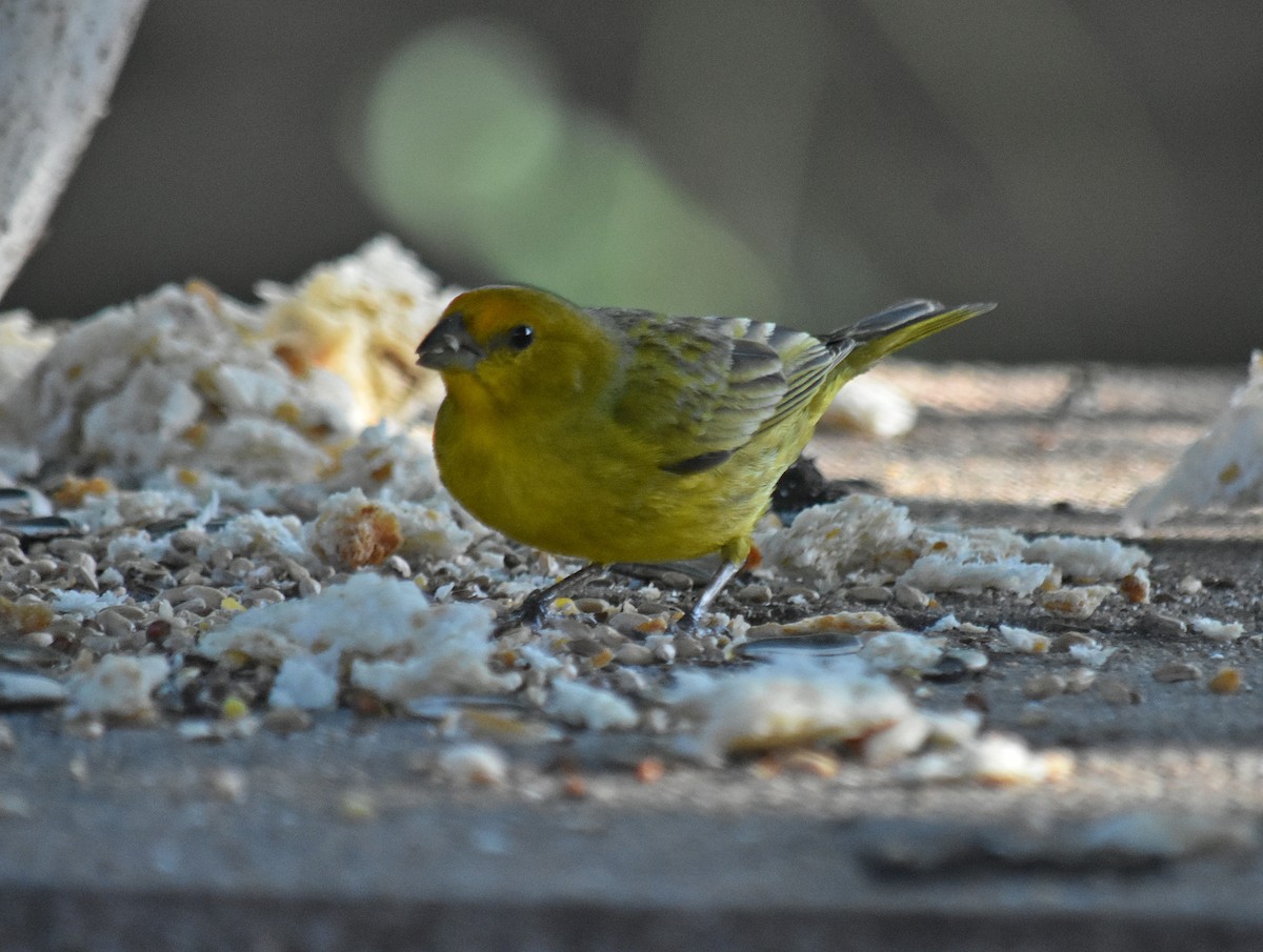 Saffron Finch - ML645831404