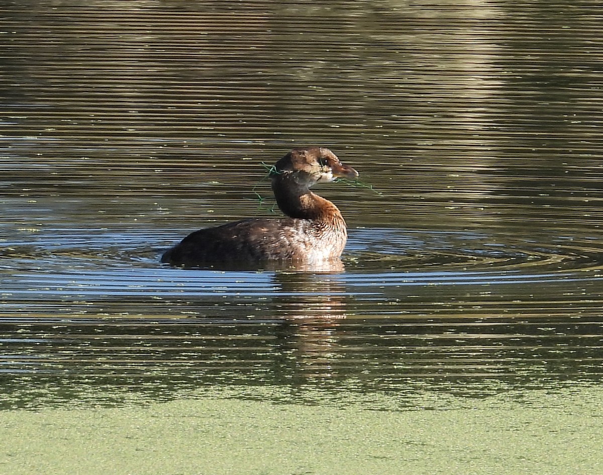 Pied-billed Grebe - ML645831409