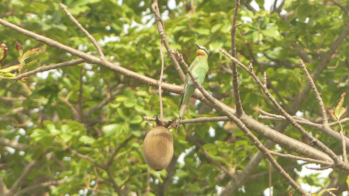 שרקרק ירוק - ML645831421
