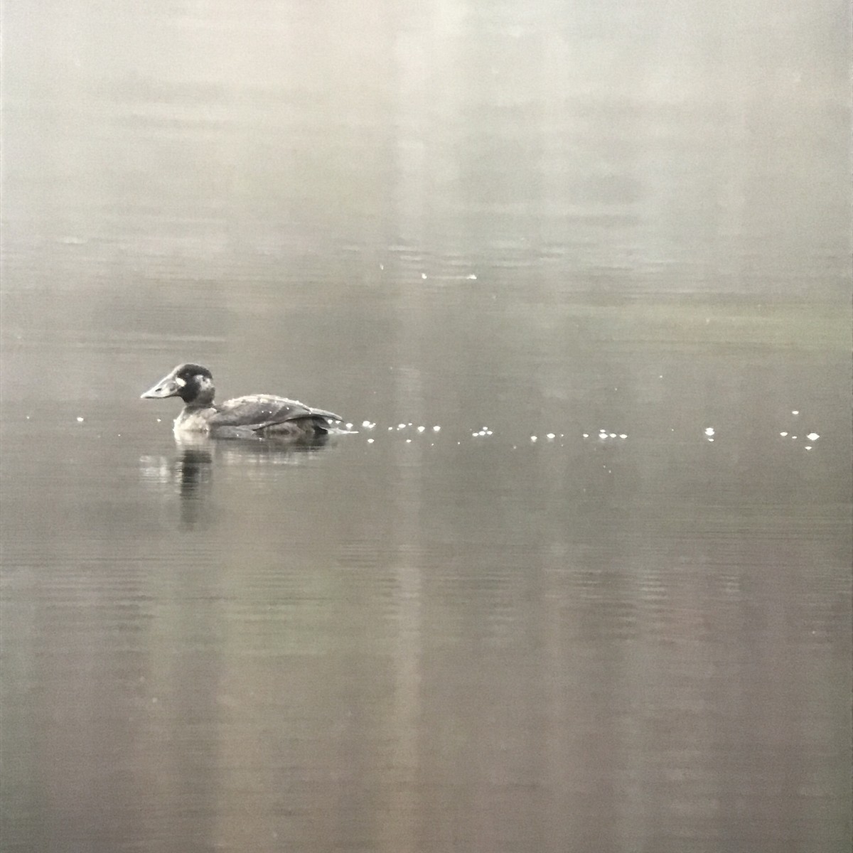 Surf Scoter - ML645831426