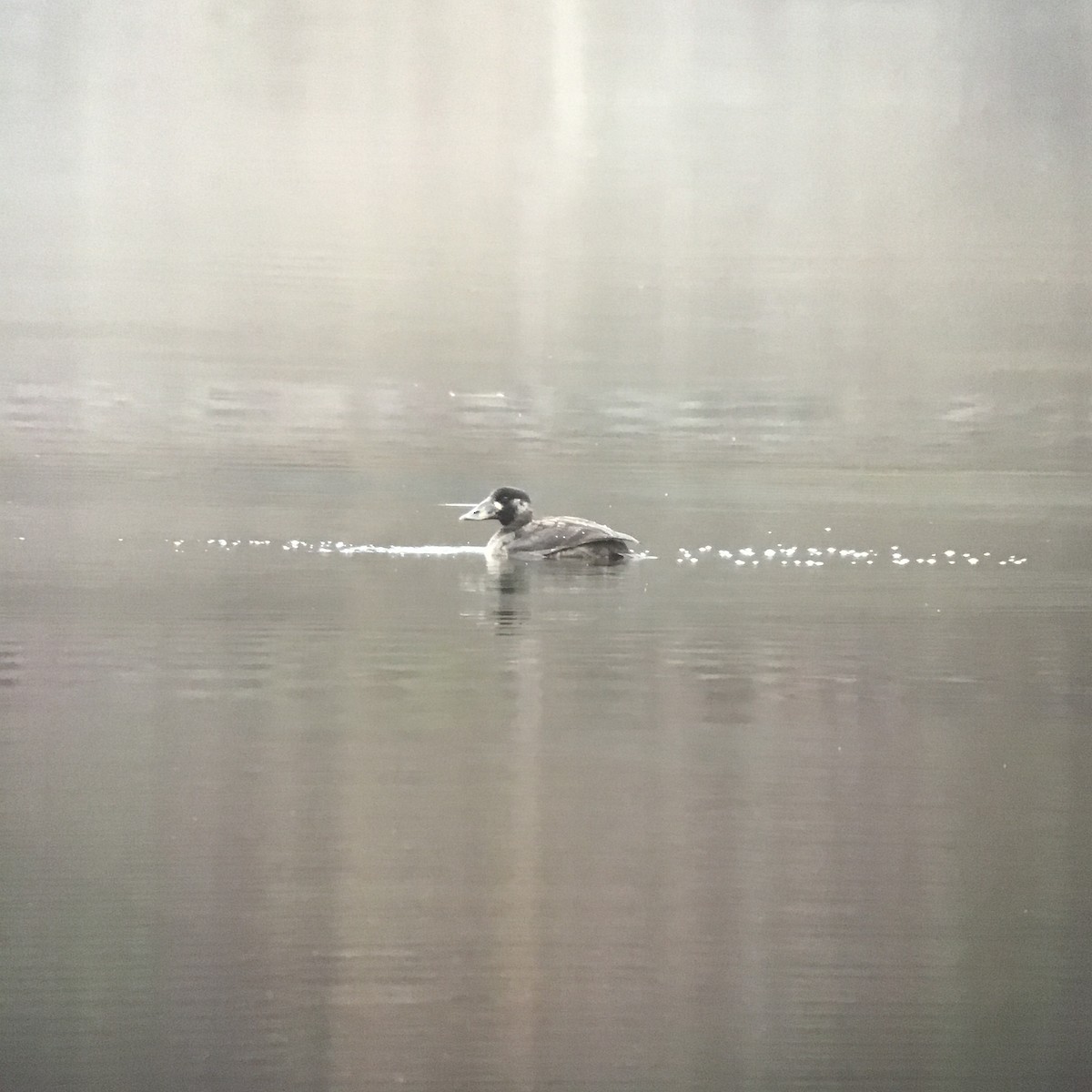 Surf Scoter - ML645831427