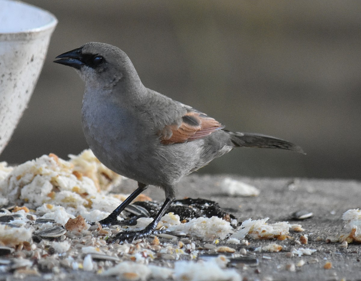 Grayish Baywing - ML645831436