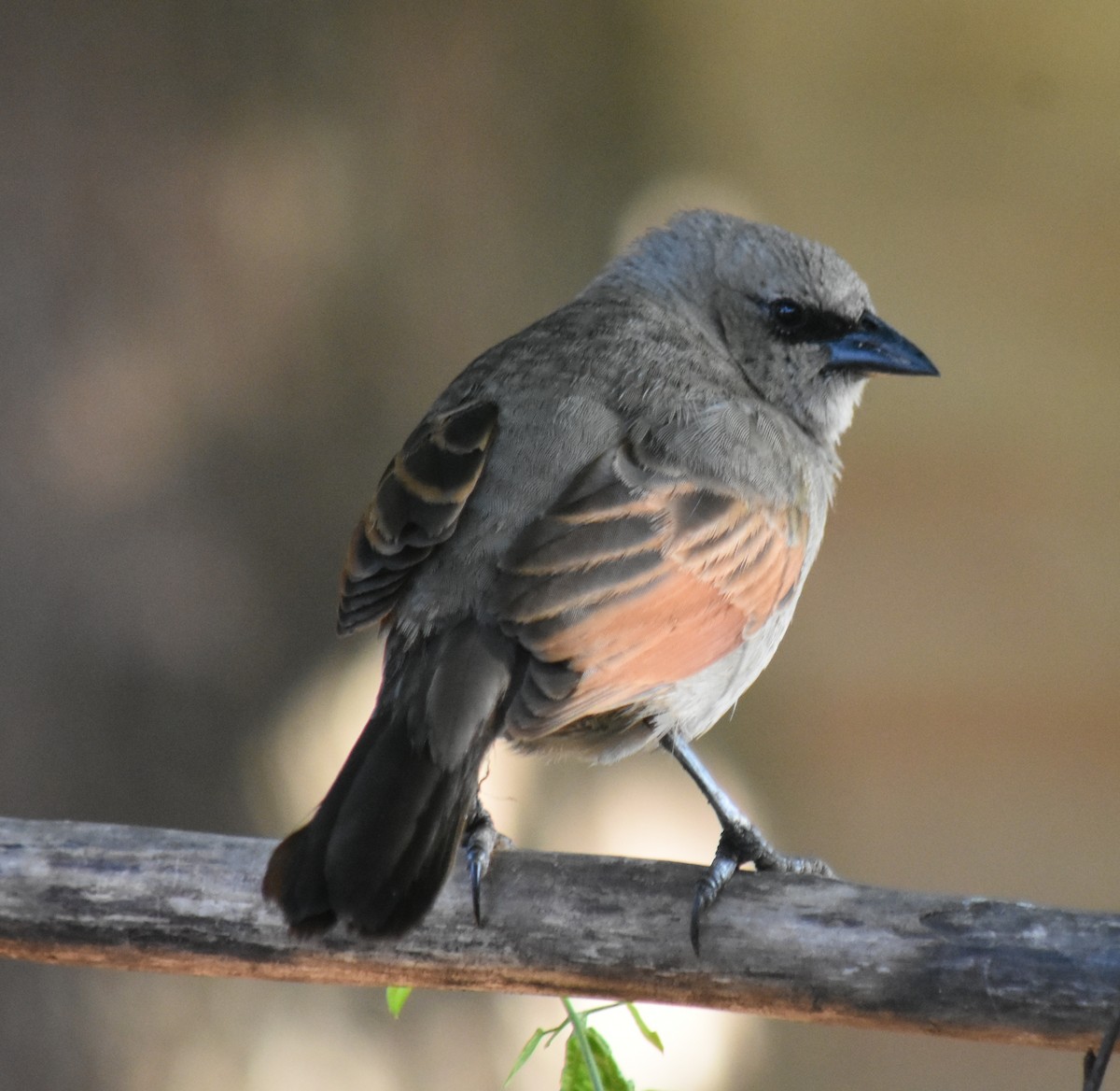 Grayish Baywing - ML645831437