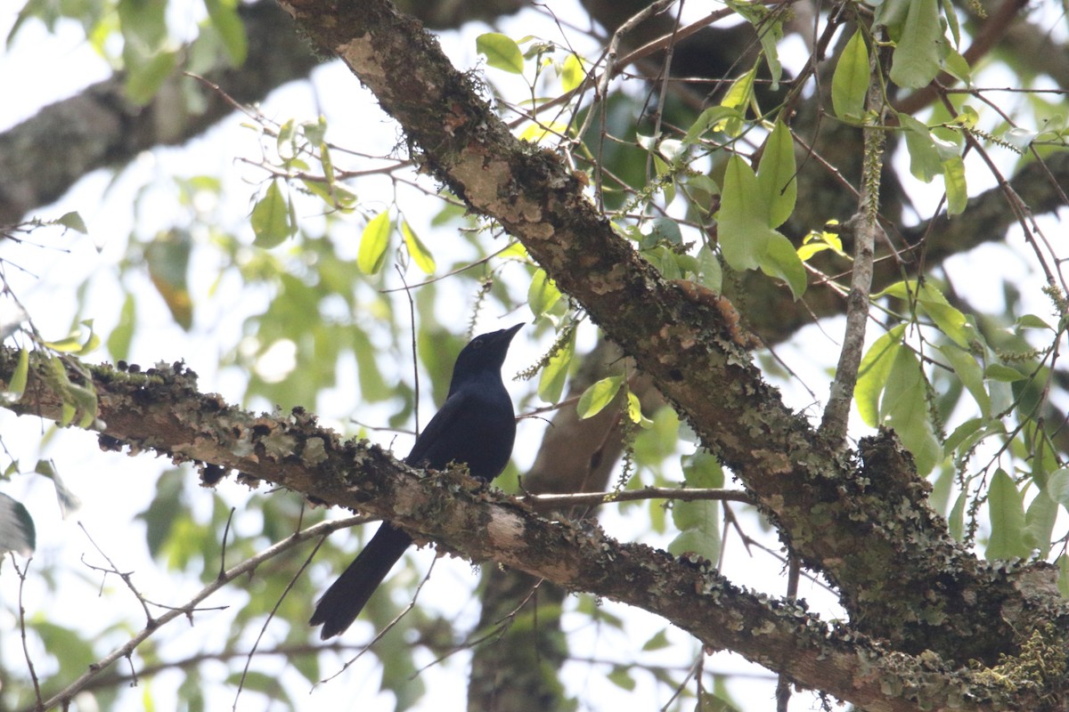 Purple-throated Cuckooshrike - ML645831440