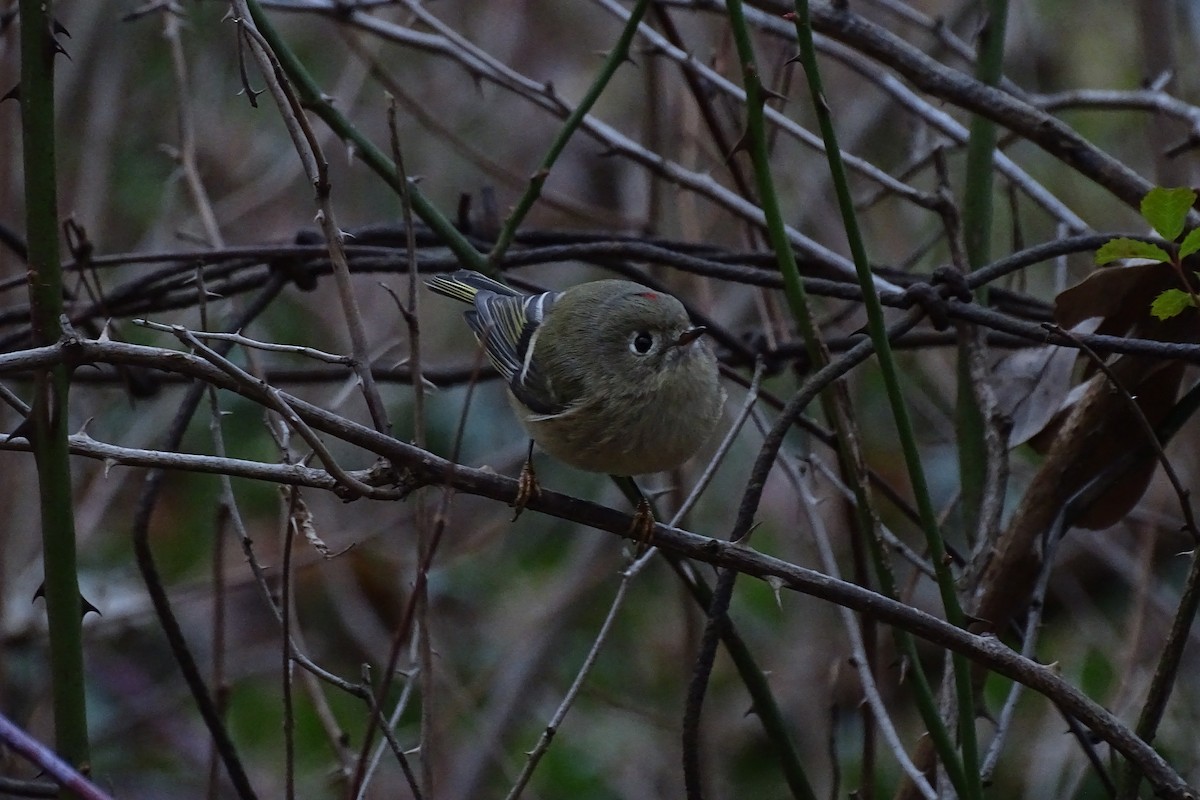 Ruby-crowned Kinglet - ML645831441