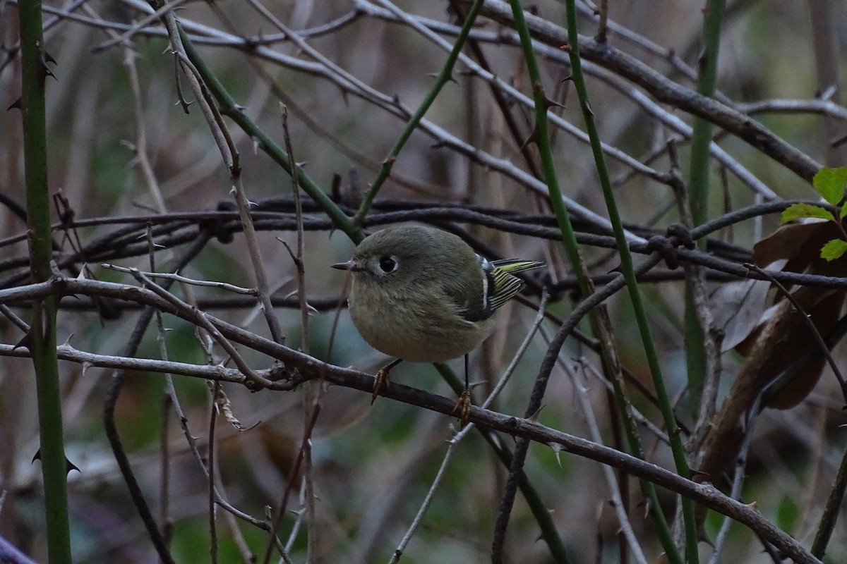 Ruby-crowned Kinglet - ML645831442