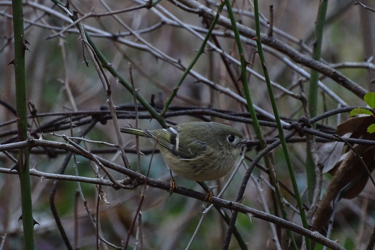 Ruby-crowned Kinglet - ML645831443