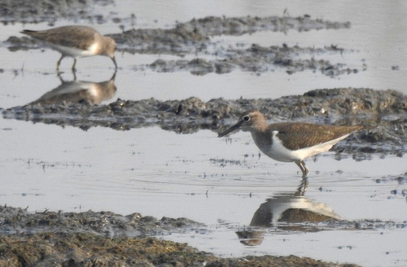 pisík obecný - ML645831445