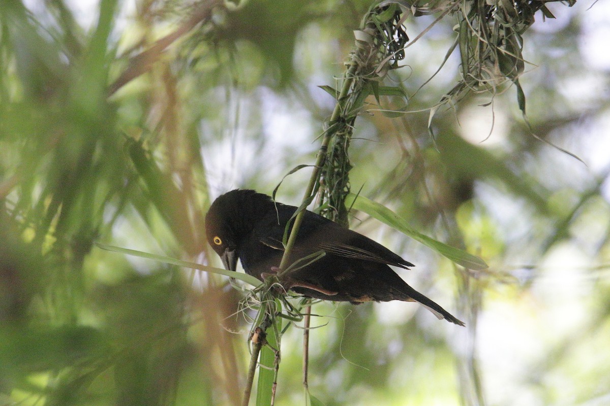 Vieillot's Black Weaver - ML645831474