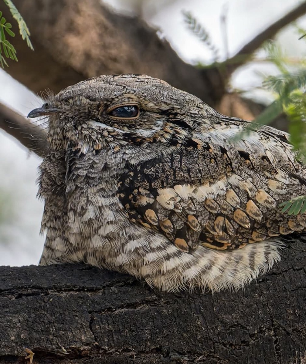 Jungle Nightjar - ML645831476