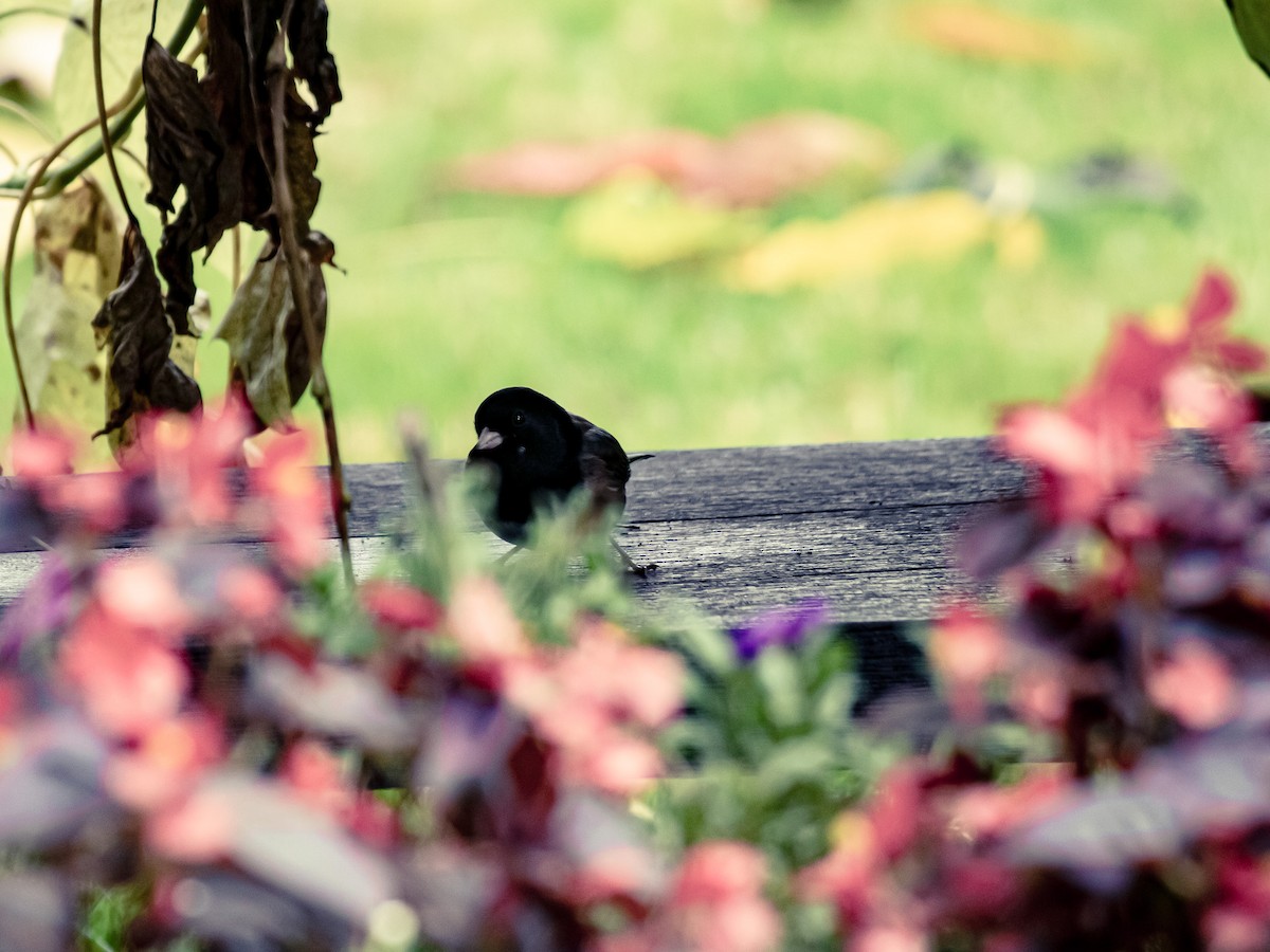 Dark-eyed Junco - ML645831478