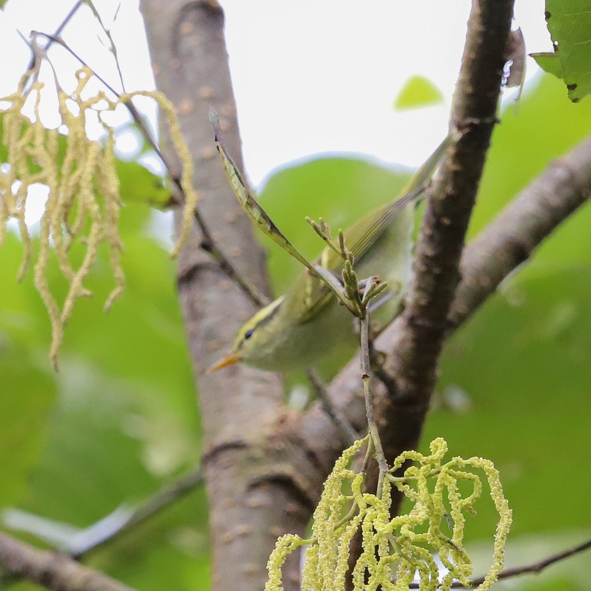 Bergkohlmeise - ML645831489