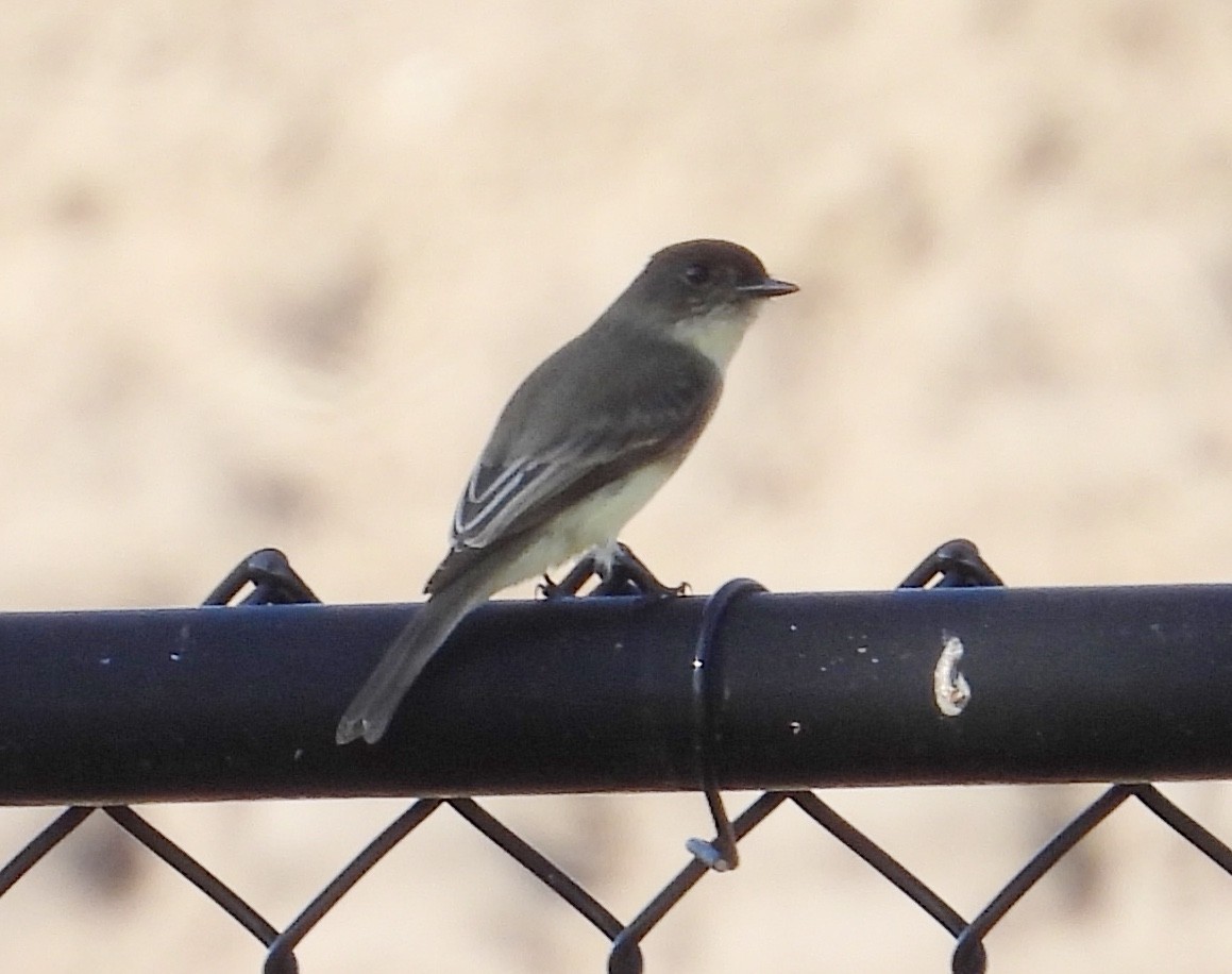 Eastern Phoebe - ML645831497