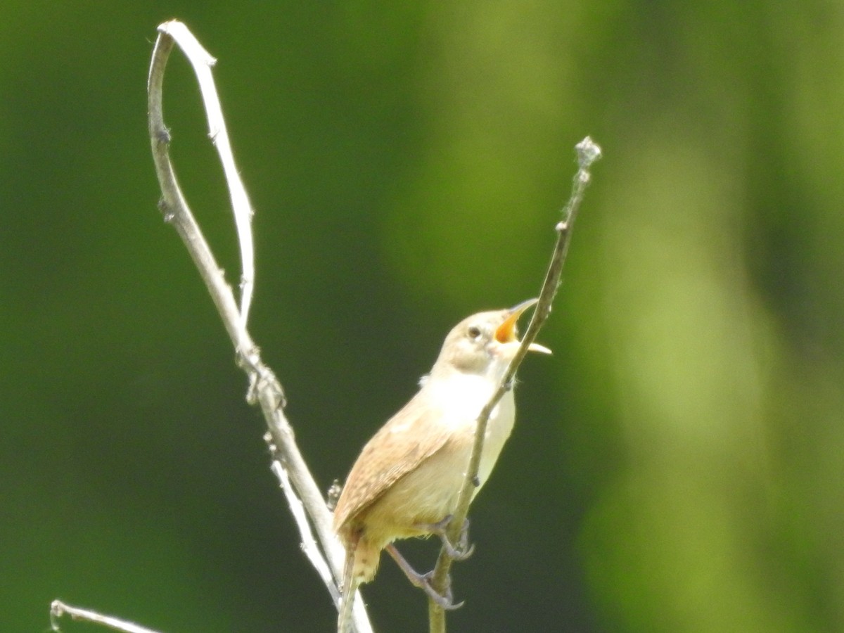 Southern House Wren - ML645831499
