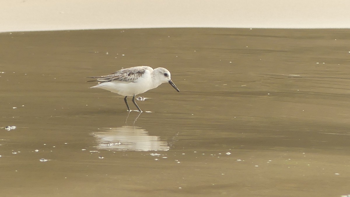 Sanderling - ML645831500