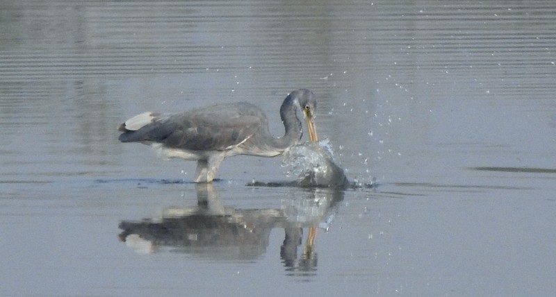 Western Reef-Heron - ML645831501