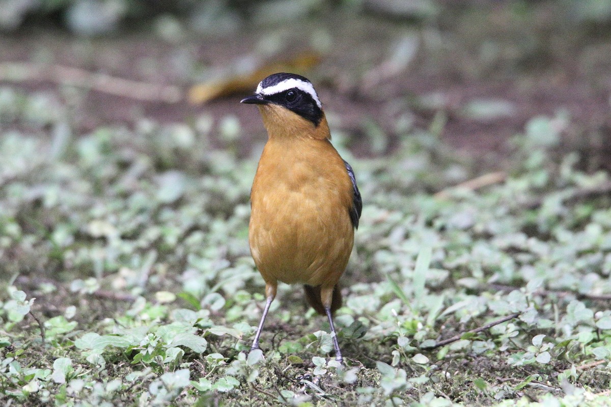 White-browed Robin-Chat - ML645831502