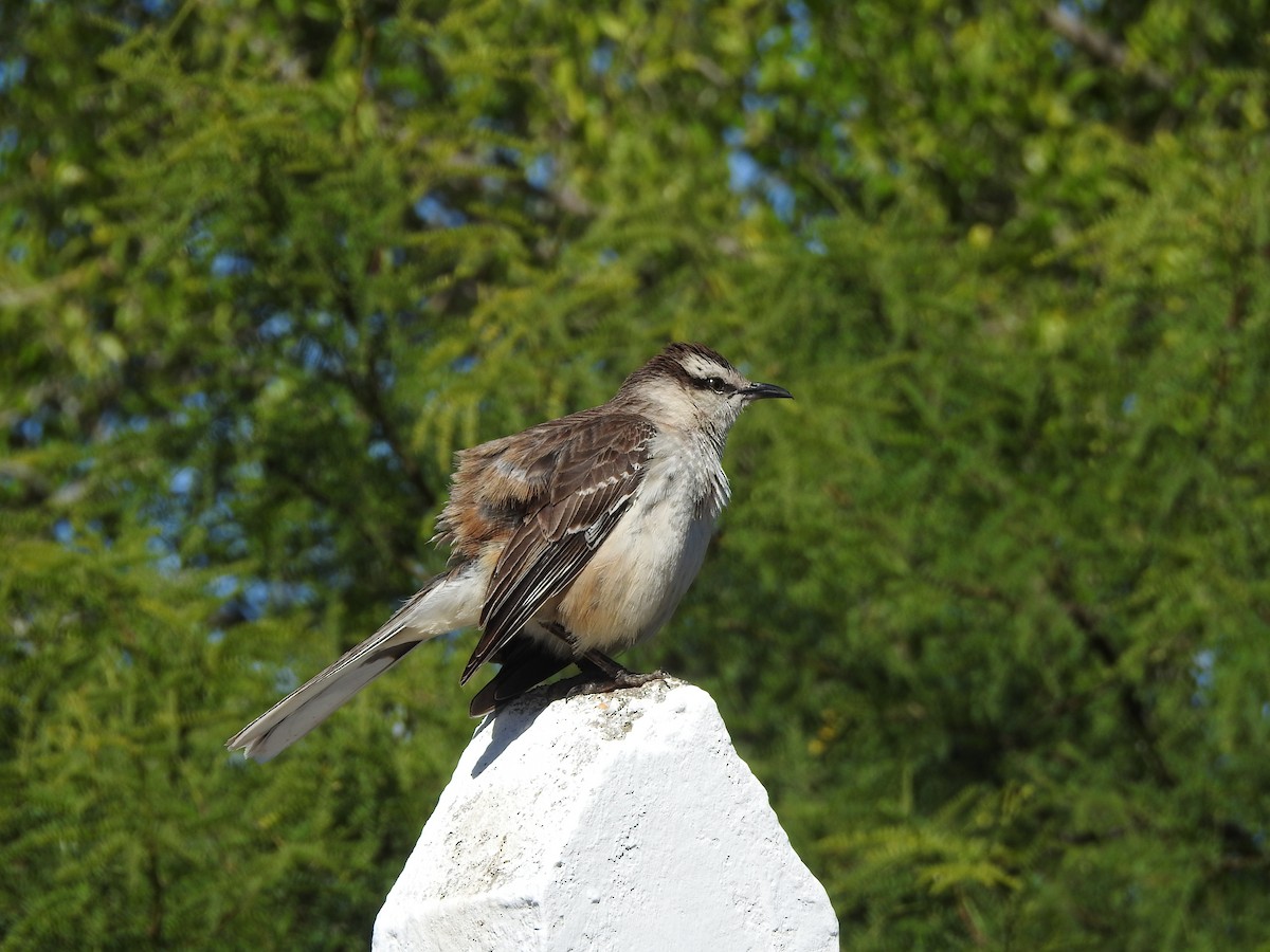 Chalk-browed Mockingbird - ML645831503